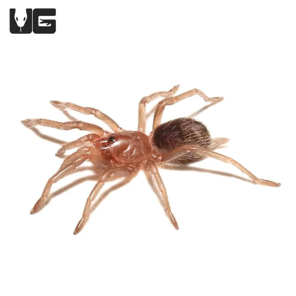22220 tarantula handling