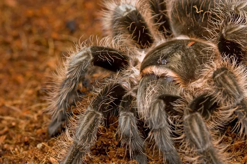 /img/22220-tarantula-health.webp