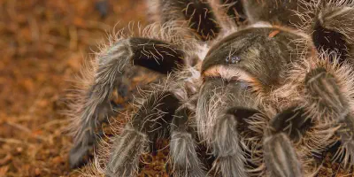/img/22220-tarantula-health.webp