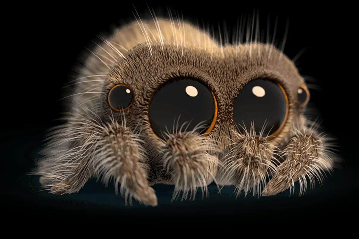 22223 spider anatomy