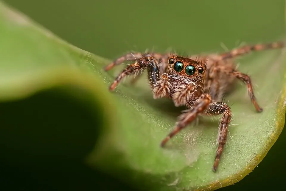 /img/22223-teaching-children-spiders.webp