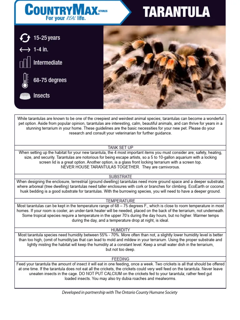 22224 albopilosum tarantula choosing