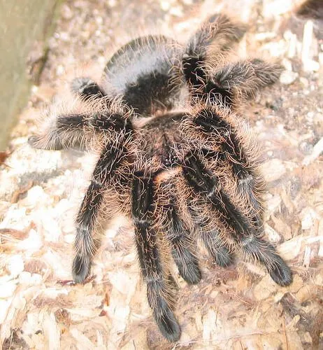 22224 albopilosum tarantula enclosure
