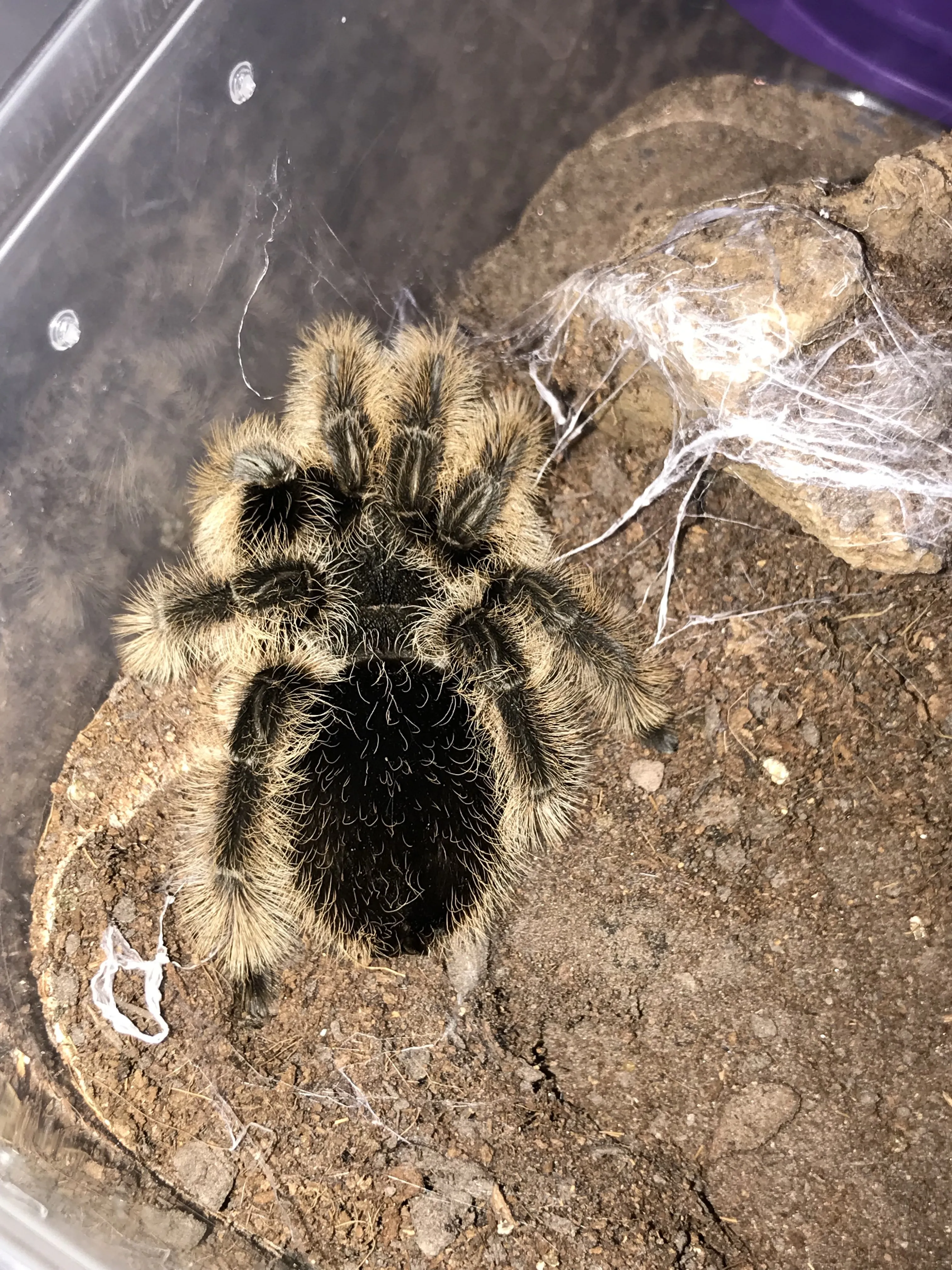 22224 albopilosum tarantula feeding