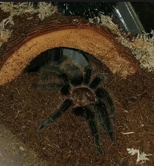 22224 albopilosum tarantula handling