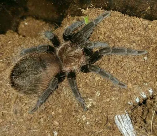 22224 albopilosum tarantula molting