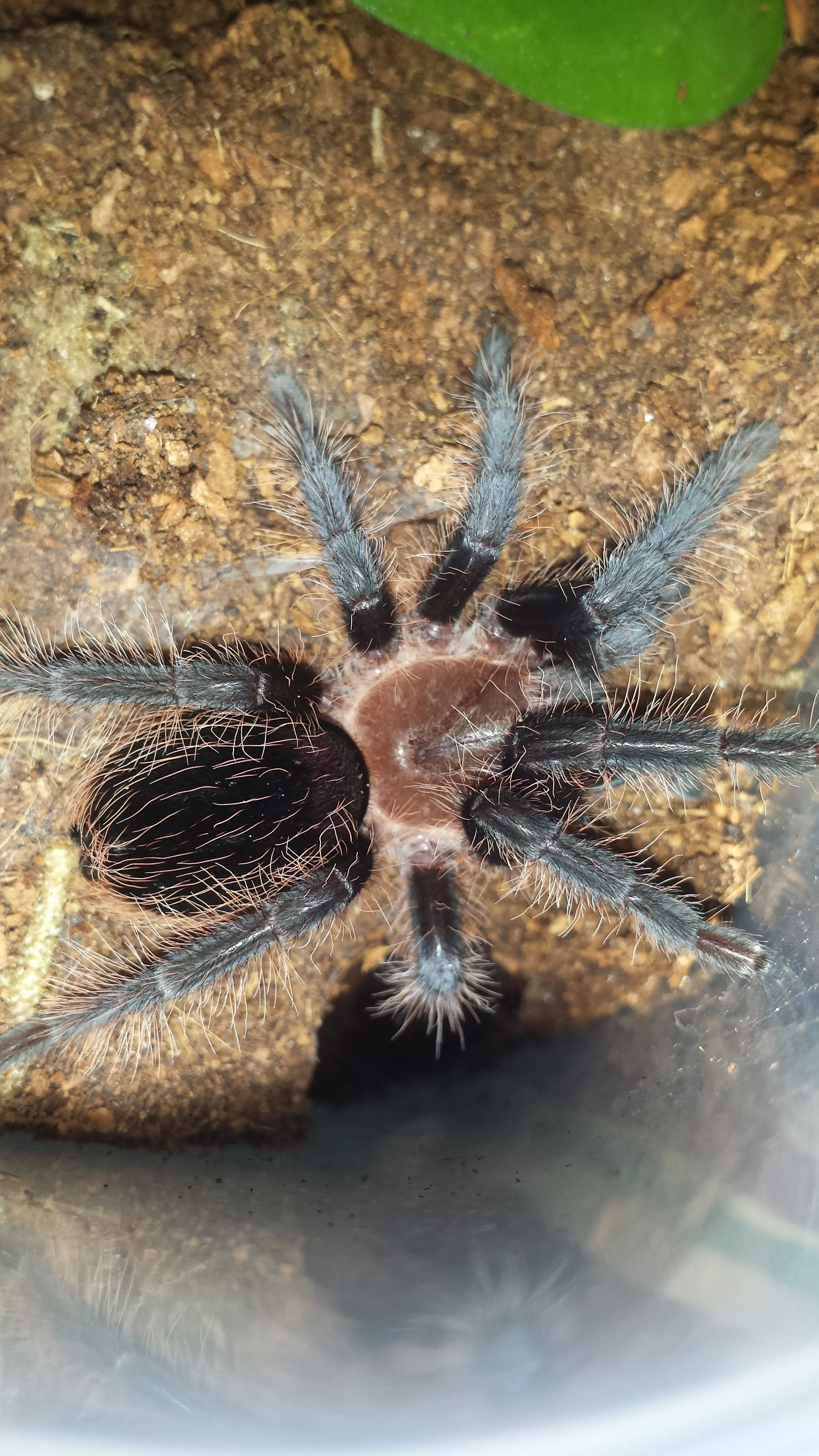 /img/22224-albopilosum-tarantula-substrate.webp