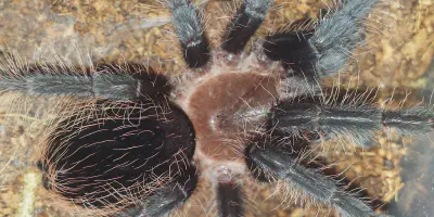 /img/22224-albopilosum-tarantula-substrate.webp