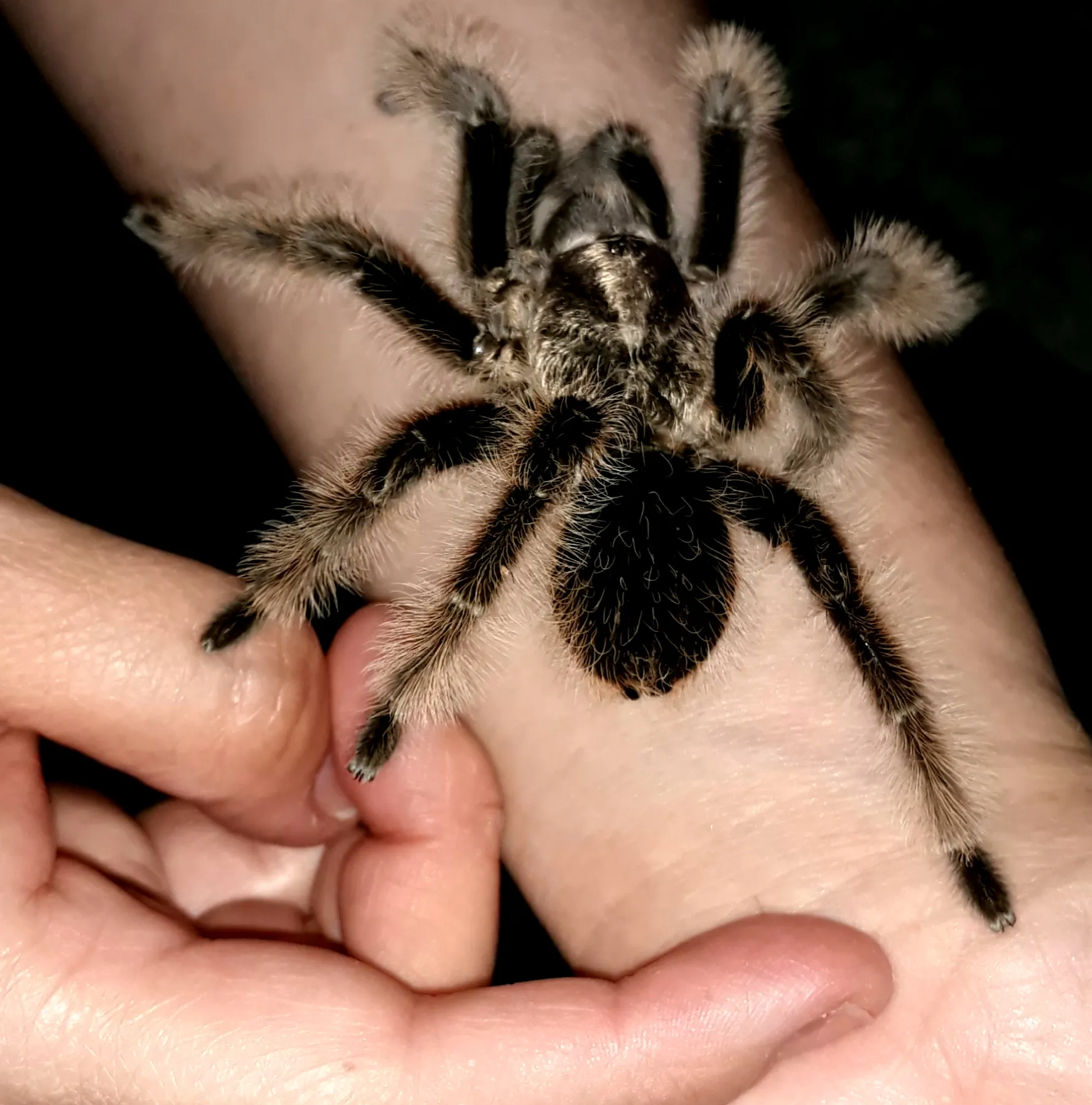 22224 albopilosum tarantula water
