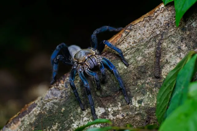 22225 cobalt blue tarantula color