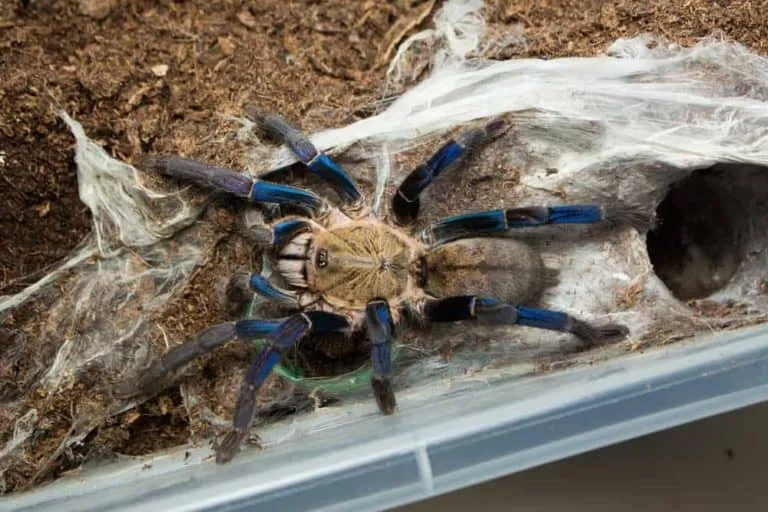 22225 cobalt blue tarantula conservation