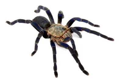 22225 cobalt blue tarantula defense