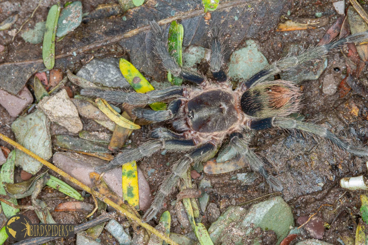 22225 cobalt blue tarantula feeding