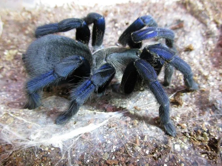 22225 cobalt blue tarantula habitat