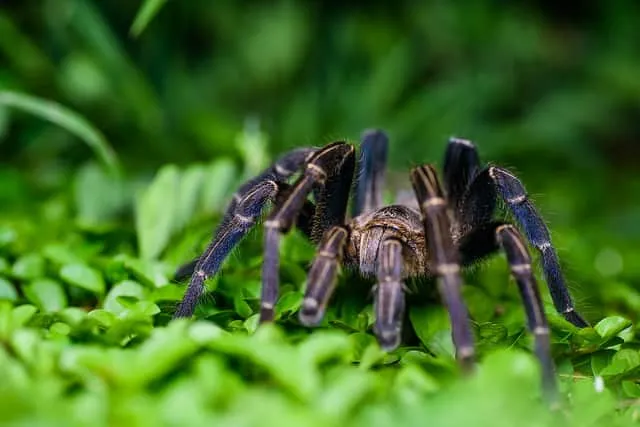 22225 cobalt blue tarantula hunting