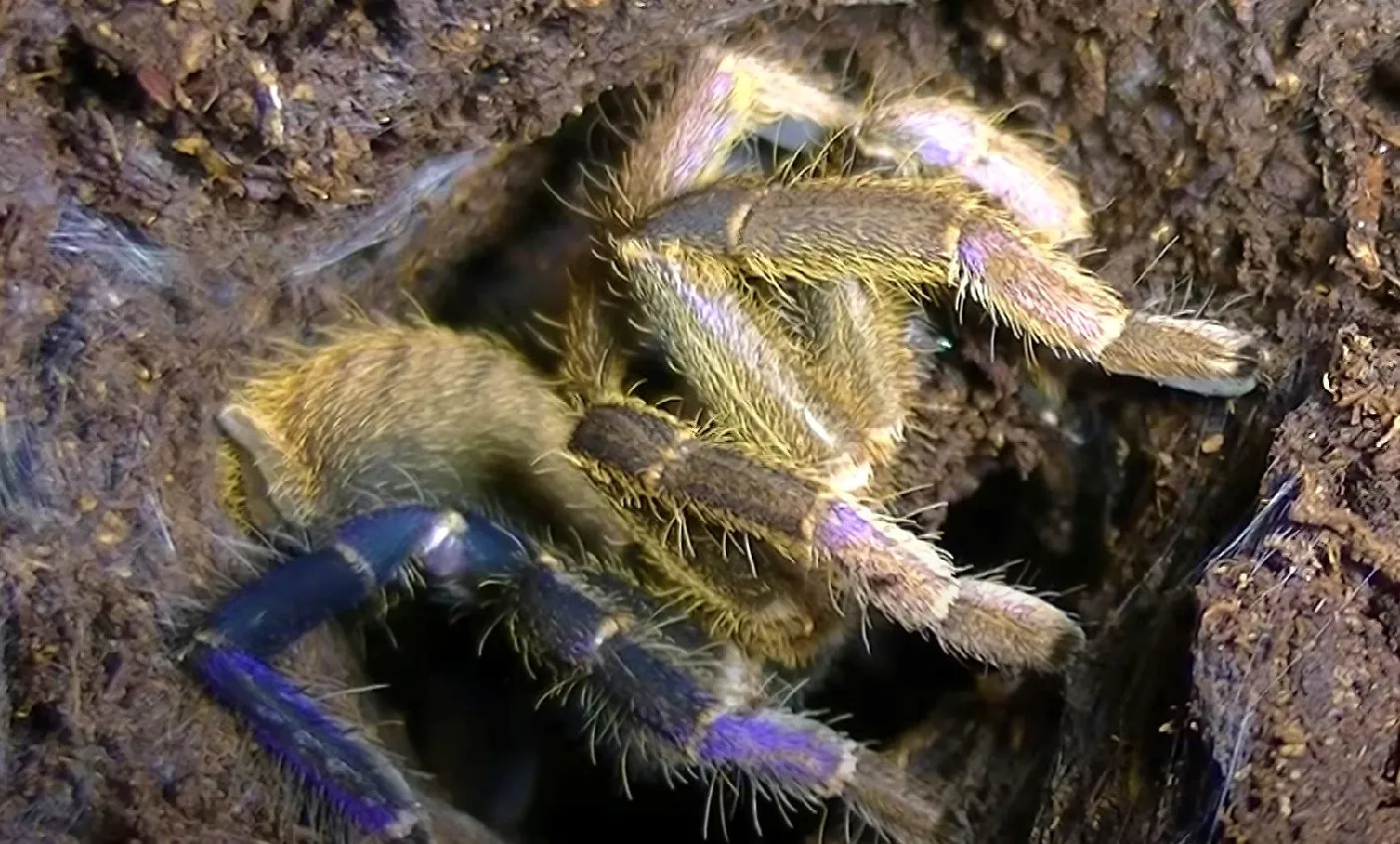 22225 cobalt blue tarantula molting