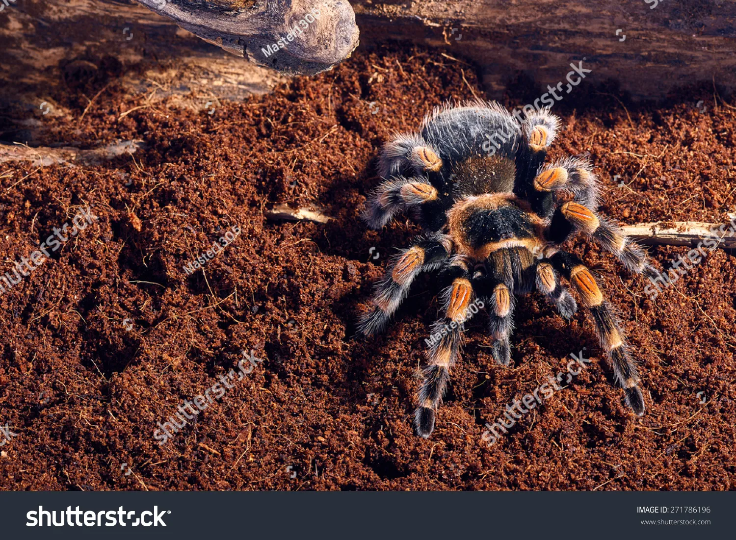 22226 ideal substrate tarantula