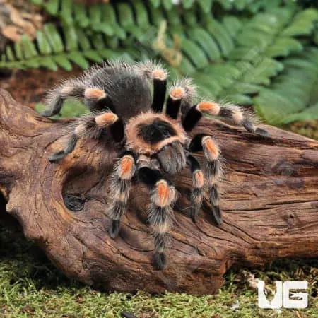 22226 monitoring tarantula burrow