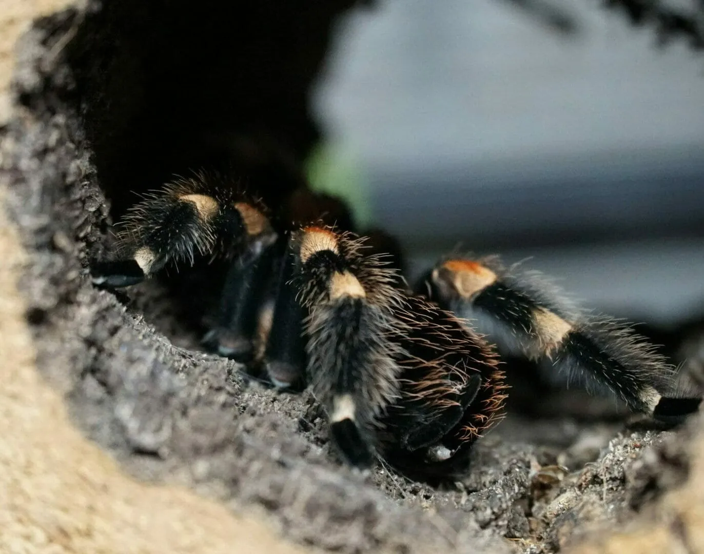 22226 tarantula hiding places