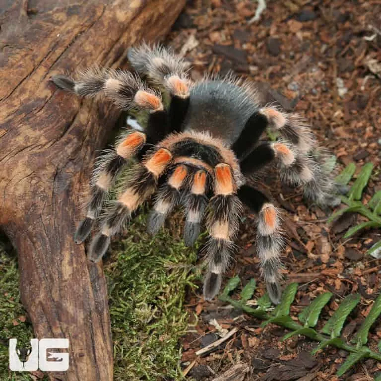 /img/22226-tarantula-humidity-control.webp