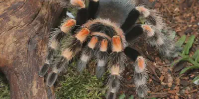 /img/22226-tarantula-humidity-control.webp