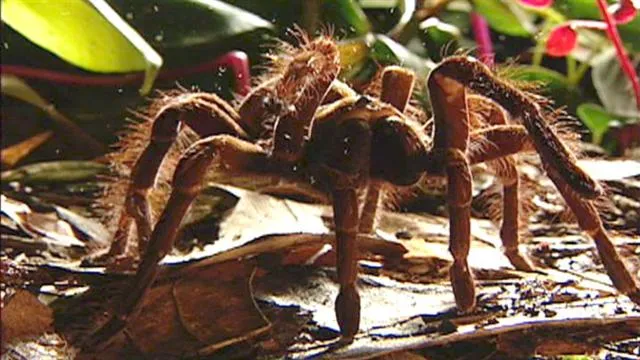 22228 goliath tarantula australia 1