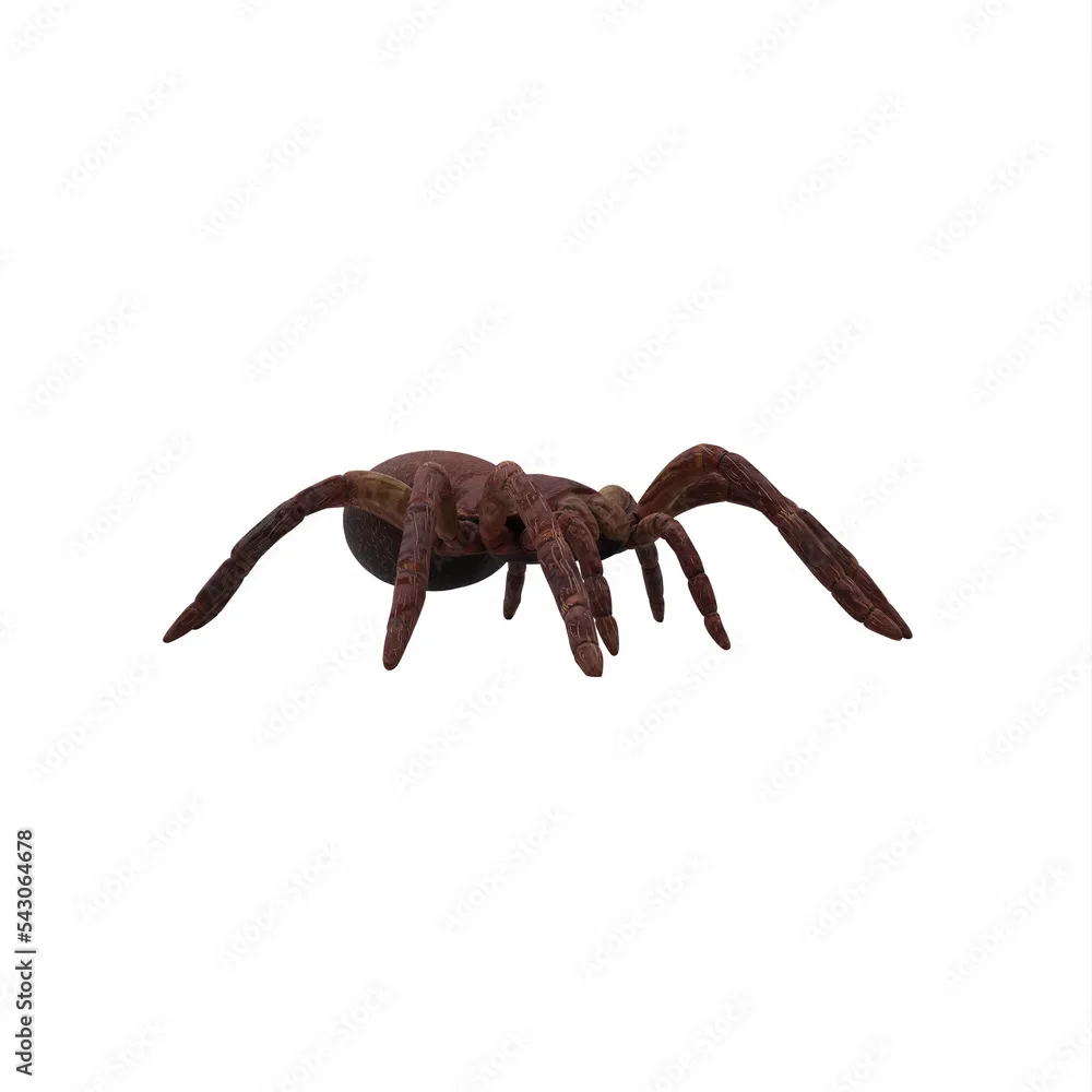 22228 goliath tarantula australia 3