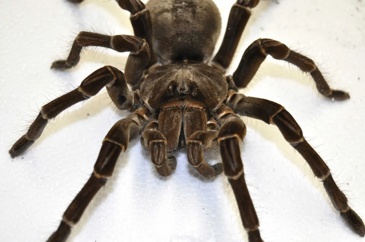 22228 goliath tarantula australia 4