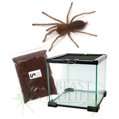 22228 goliath tarantula australia 6