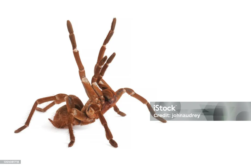 /img/22228-goliath-tarantula-australia-7.webp