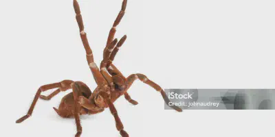 /img/22228-goliath-tarantula-australia-7.webp