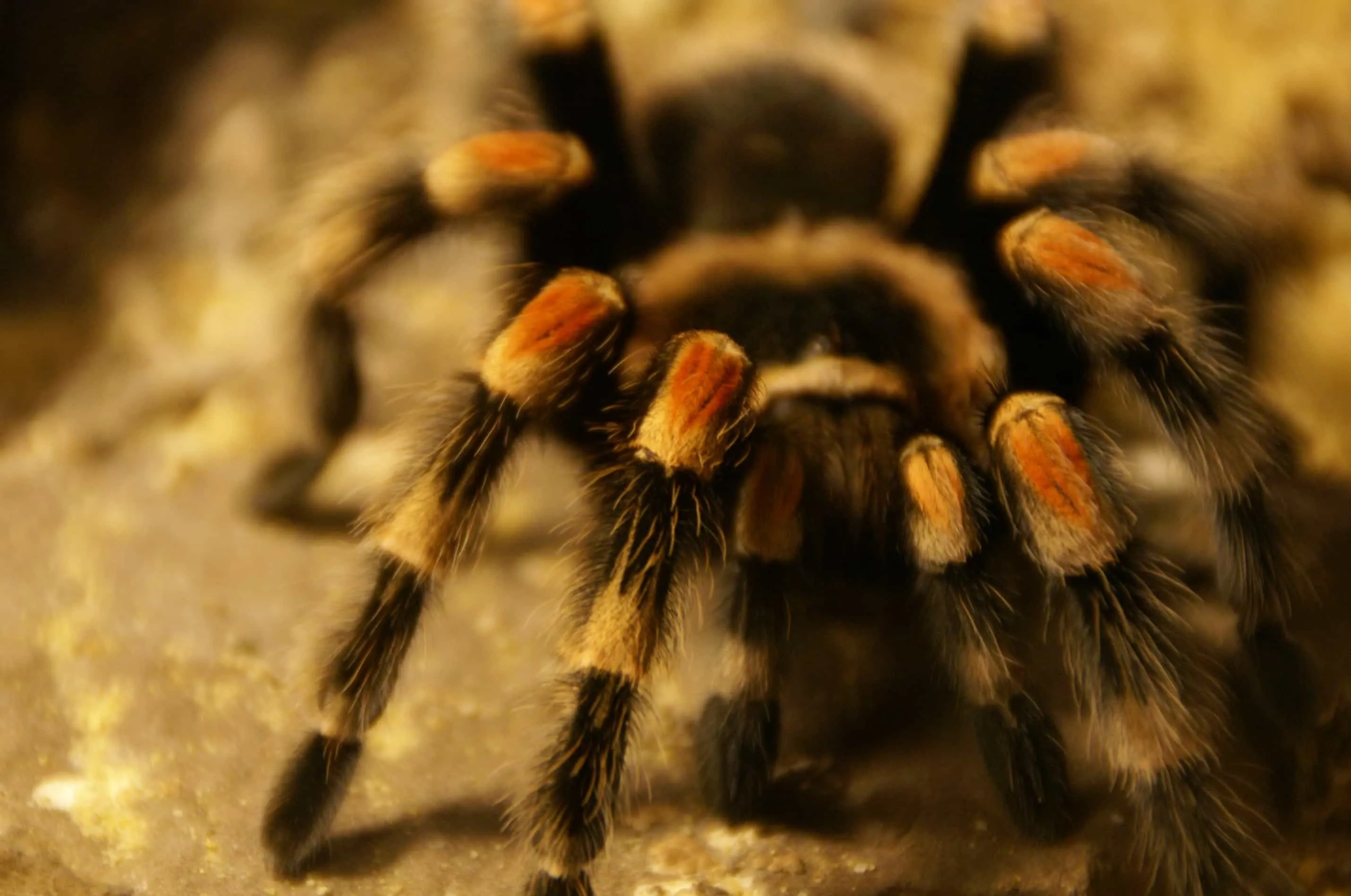 22229 local tarantula breeders
