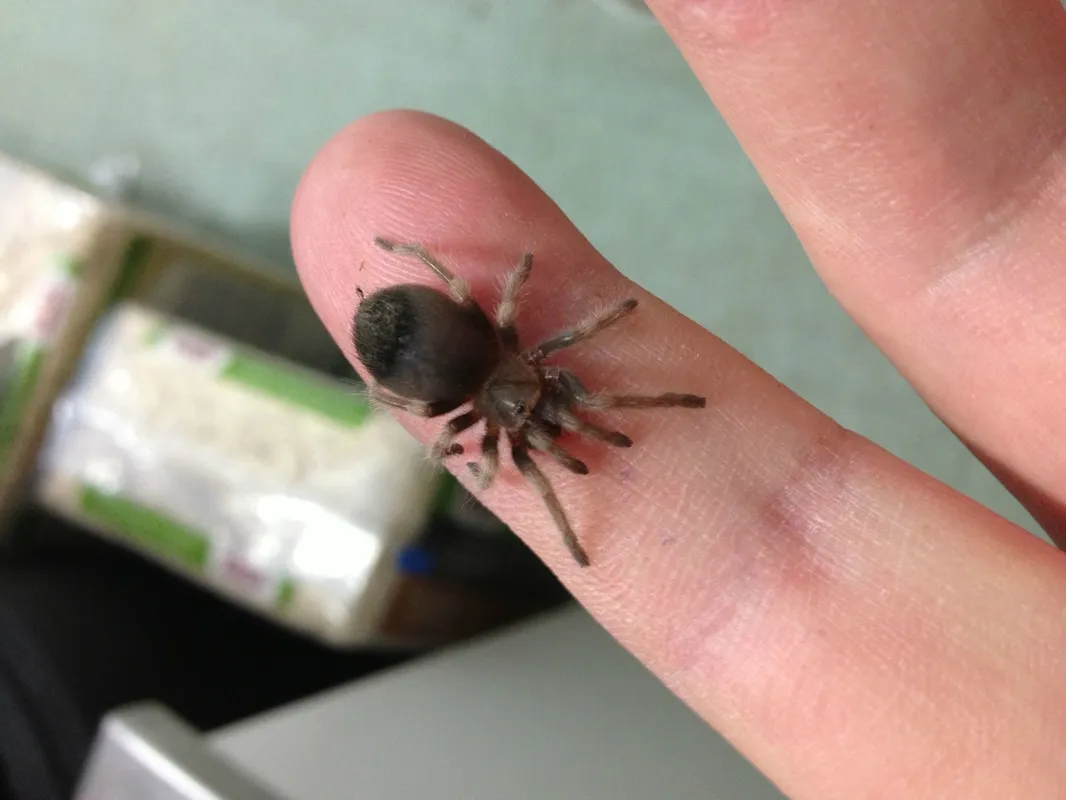 22229 online tarantula retailers