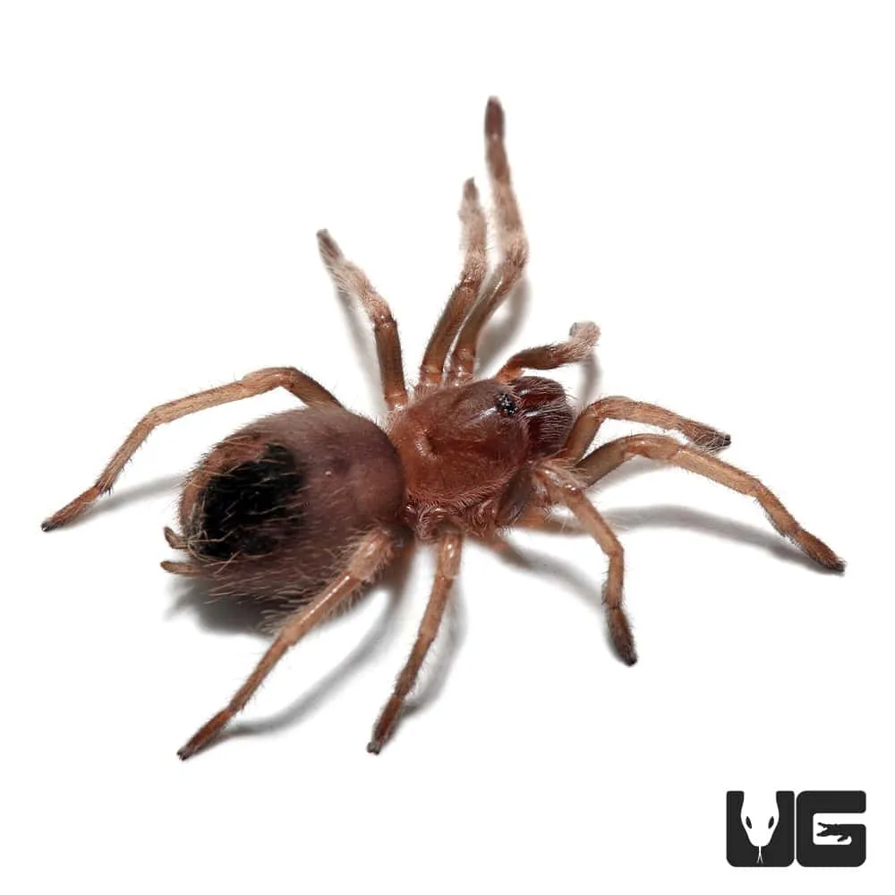 /img/22229-tarantula-handling-safety.webp