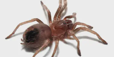/img/22229-tarantula-handling-safety.webp