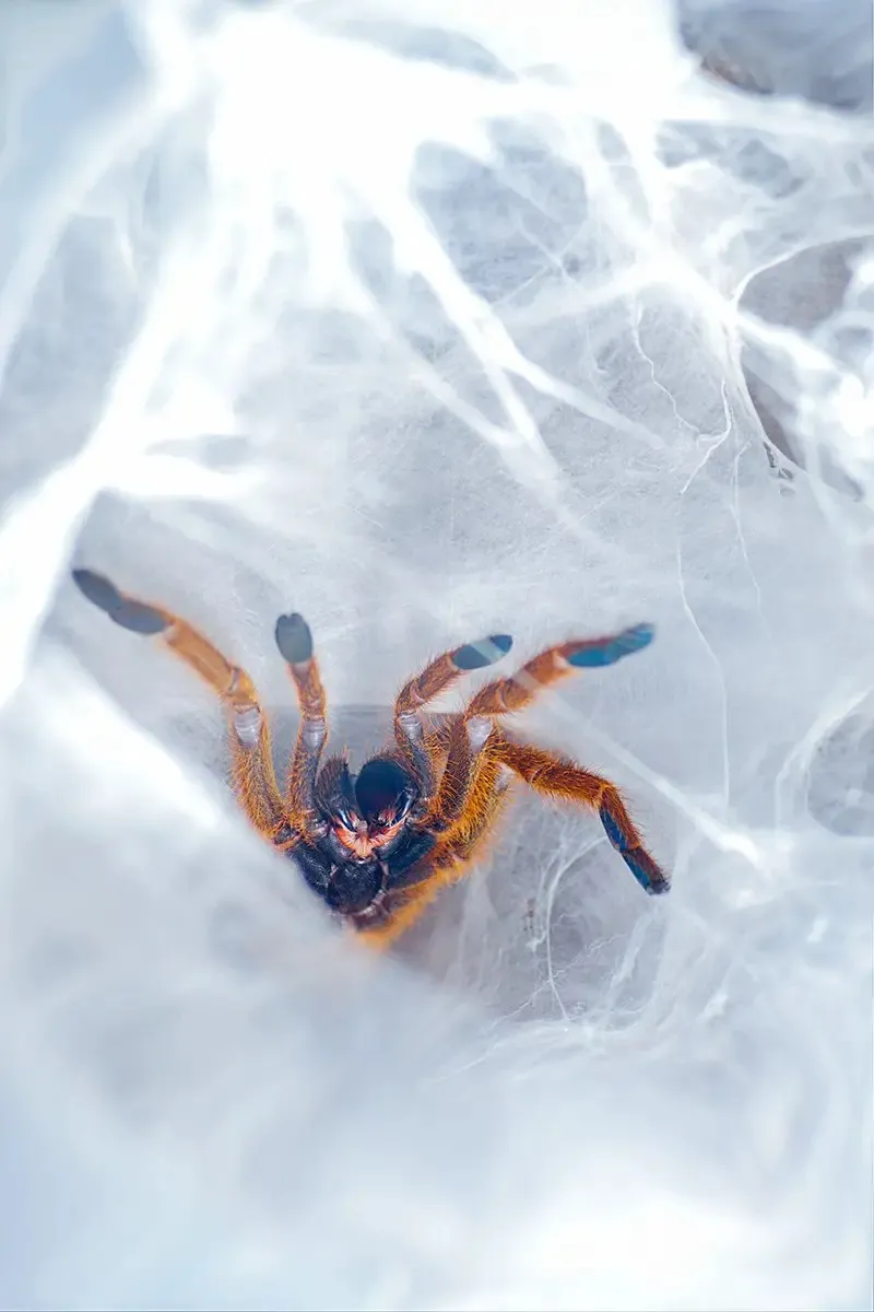 22234 orange baboon tarantula cleaning