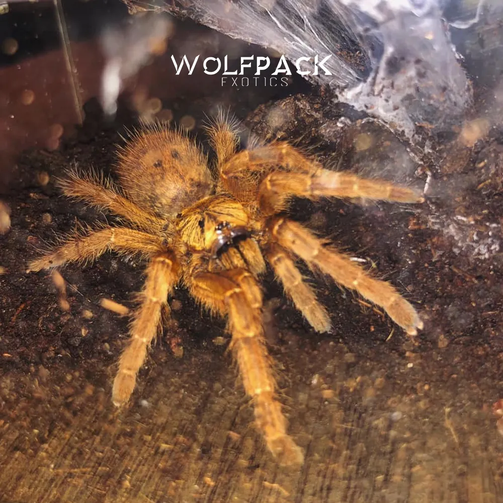 22234 orange baboon tarantula enclosure 1