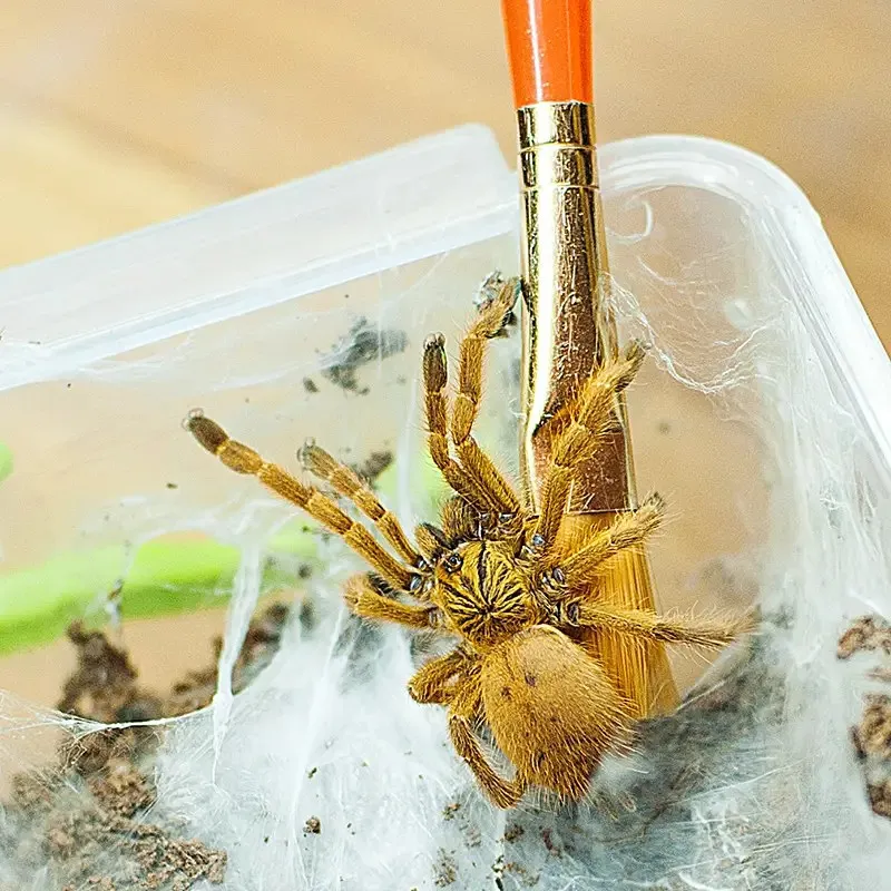 22234 orange baboon tarantula enclosure 2