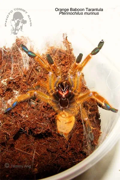/img/22234-orange-baboon-tarantula-feeding.webp
