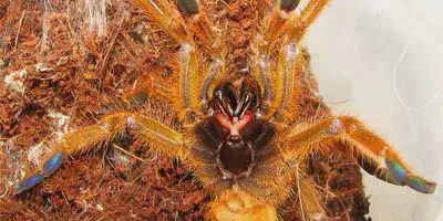 /img/22234-orange-baboon-tarantula-feeding.webp