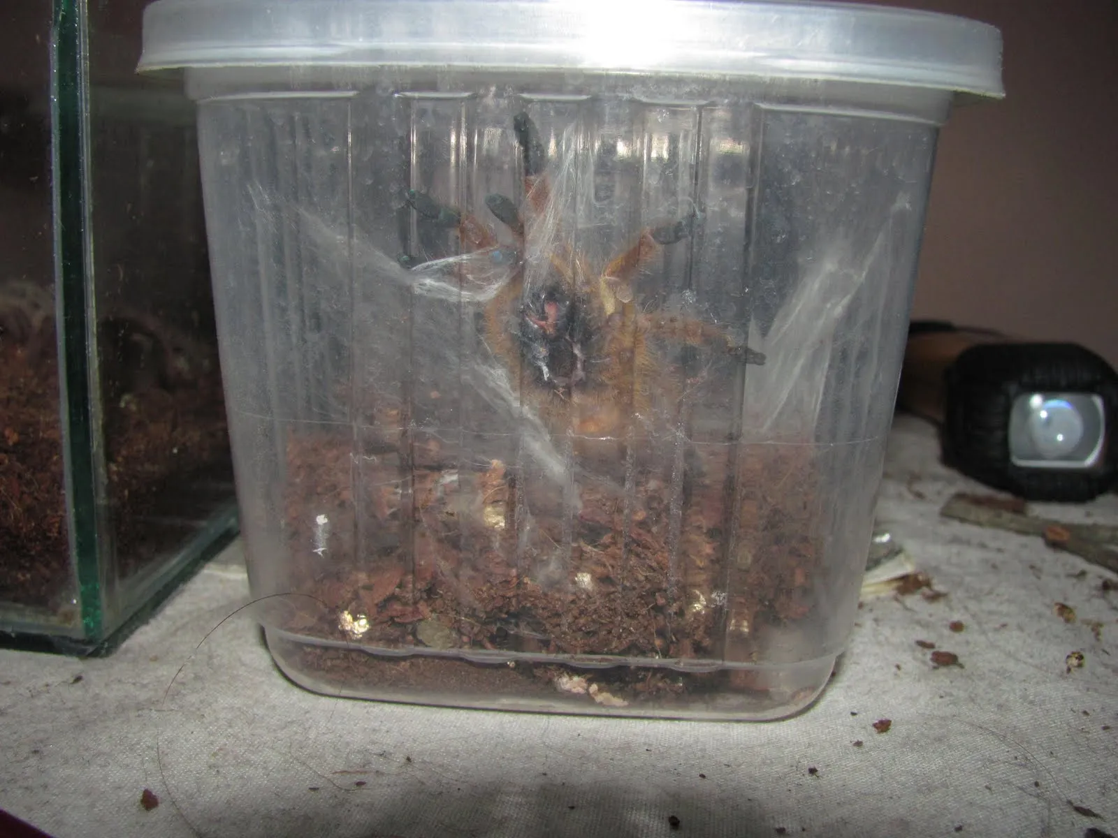 22234 orange baboon tarantula temperature