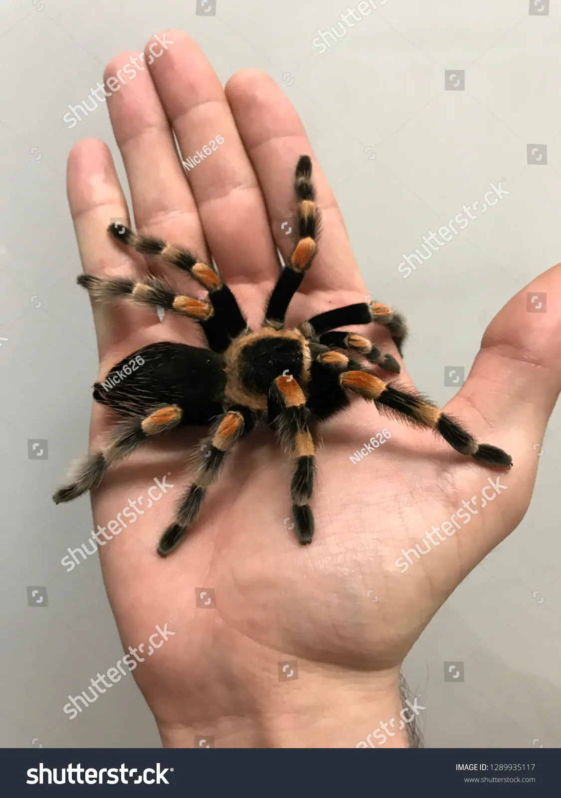 22236 mexican red knee tarantula