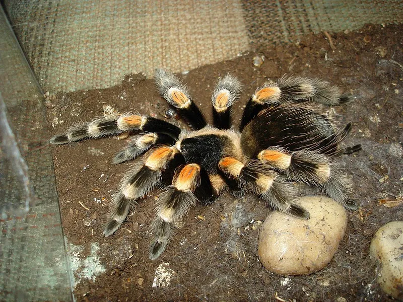 /img/22236-tarantula-enclosure.webp
