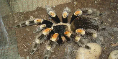 /img/22236-tarantula-enclosure.webp