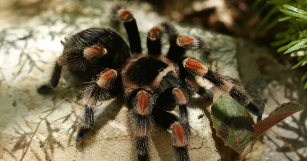 22236 tarantula molting