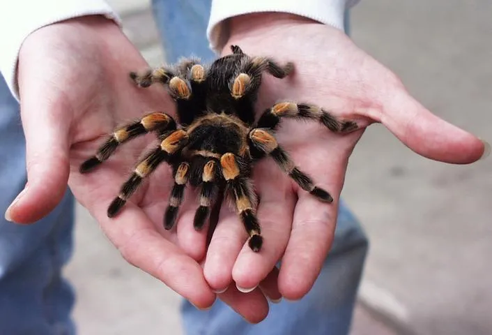 22236 tarantula prey