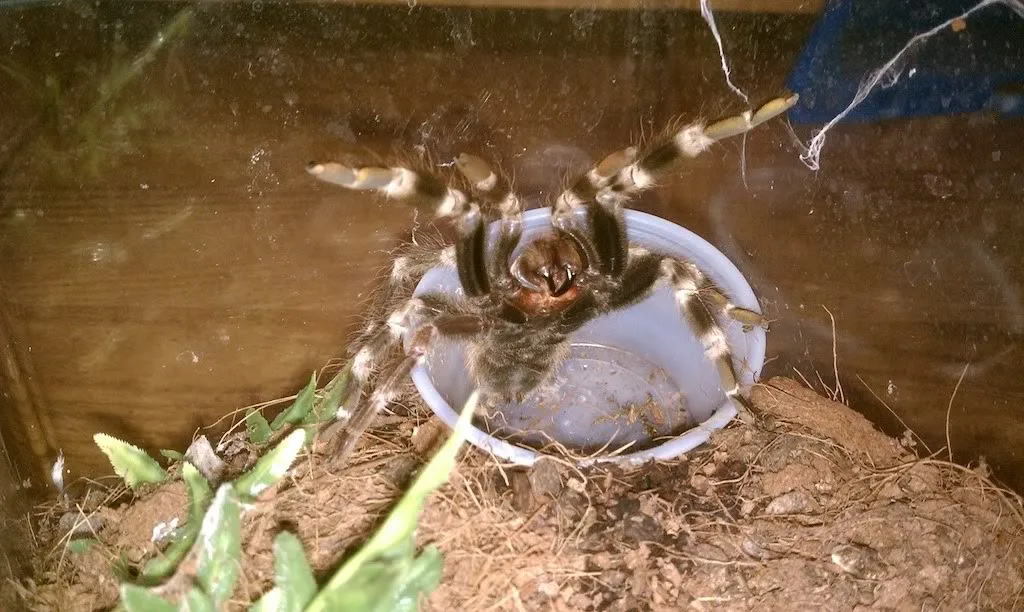 /img/22237-tarantula-cleaning.webp