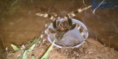 /img/22237-tarantula-cleaning.webp