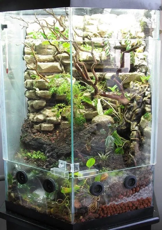 22237 tarantula feeding
