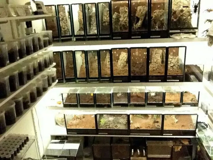 22237 tarantula room setup 1